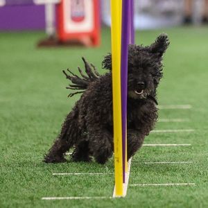 Meet your Posher, Dagmar